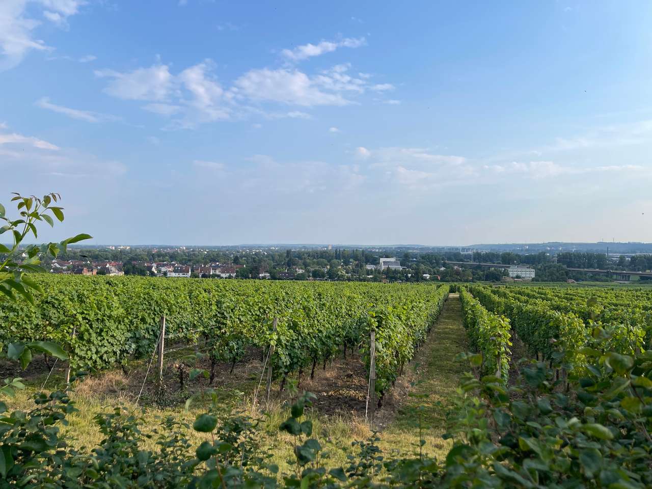 Blick vom Gemeinschaftsgarten